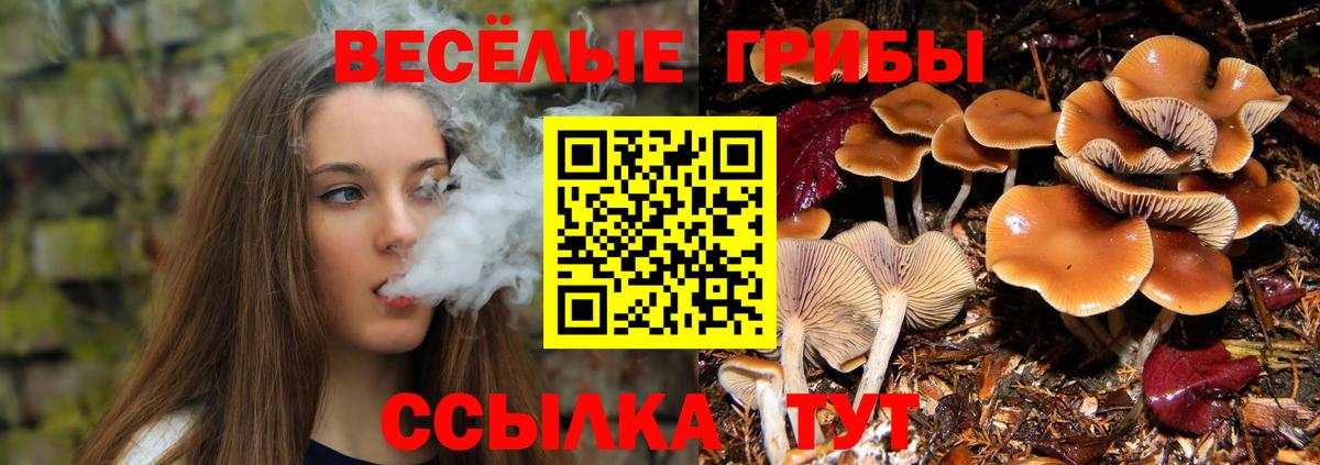 Псилоцибиновые грибы Psilocybe  Вход с VPN  Шебекино  Галлюциногенные грибы прущие грибы 